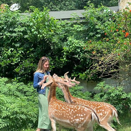 איסטמבול Polonezkoey Country Club & Accommodation In The Wildlife Park! מראה חיצוני תמונה