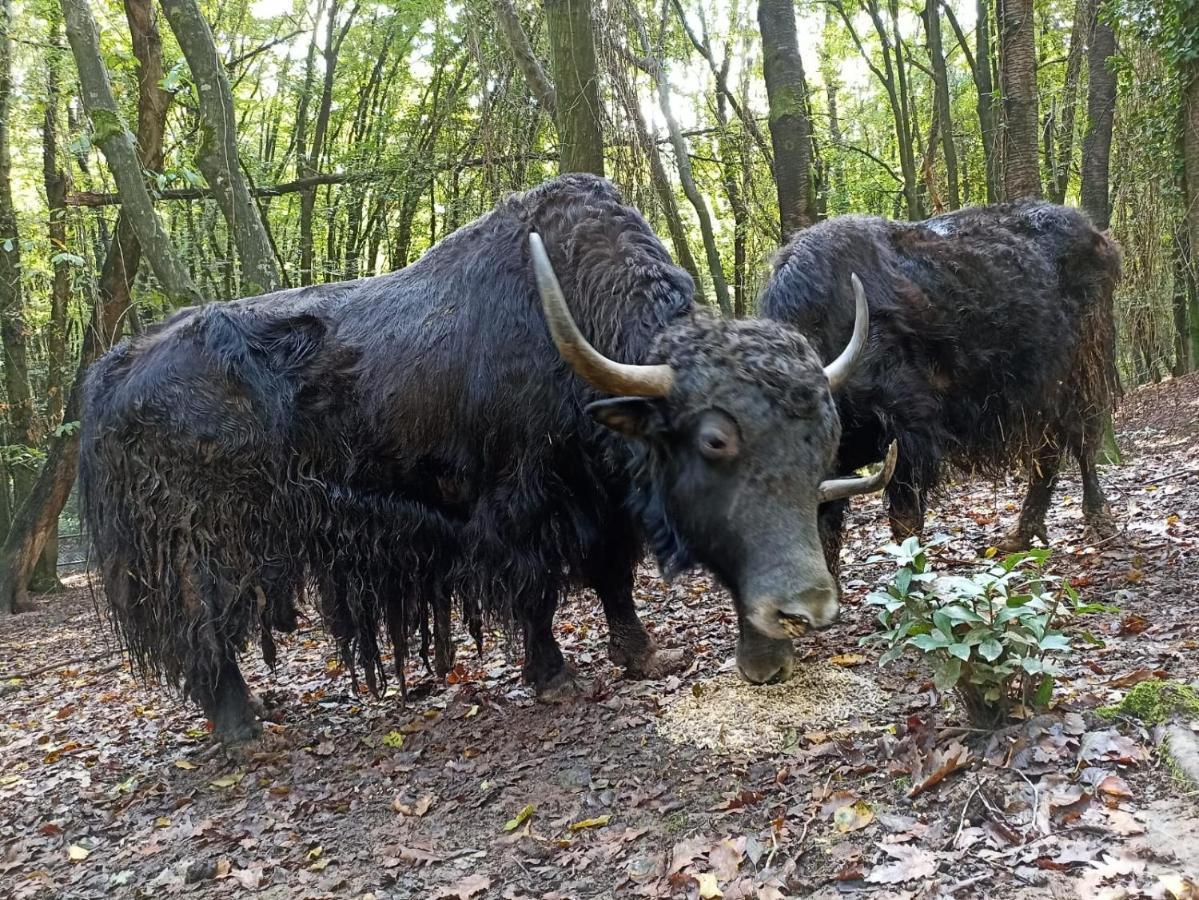 איסטמבול Polonezkoey Country Club & Accommodation In The Wildlife Park! מראה חיצוני תמונה