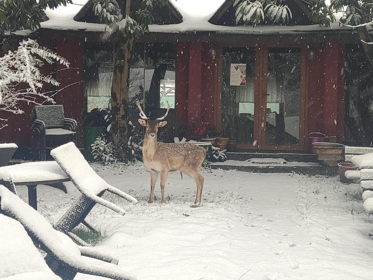 איסטמבול Polonezkoey Country Club & Accommodation In The Wildlife Park! מראה חיצוני תמונה