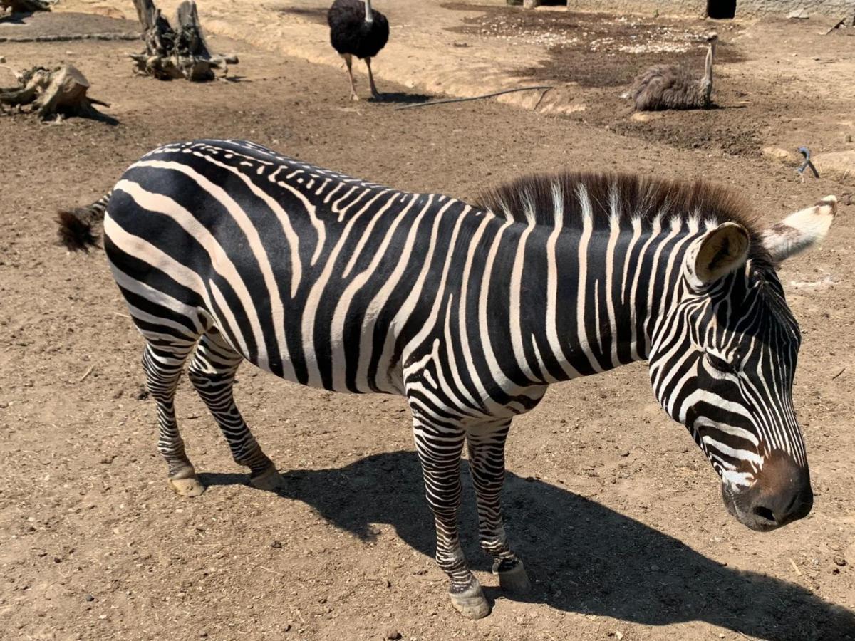איסטמבול Polonezkoey Country Club & Accommodation In The Wildlife Park! מראה חיצוני תמונה