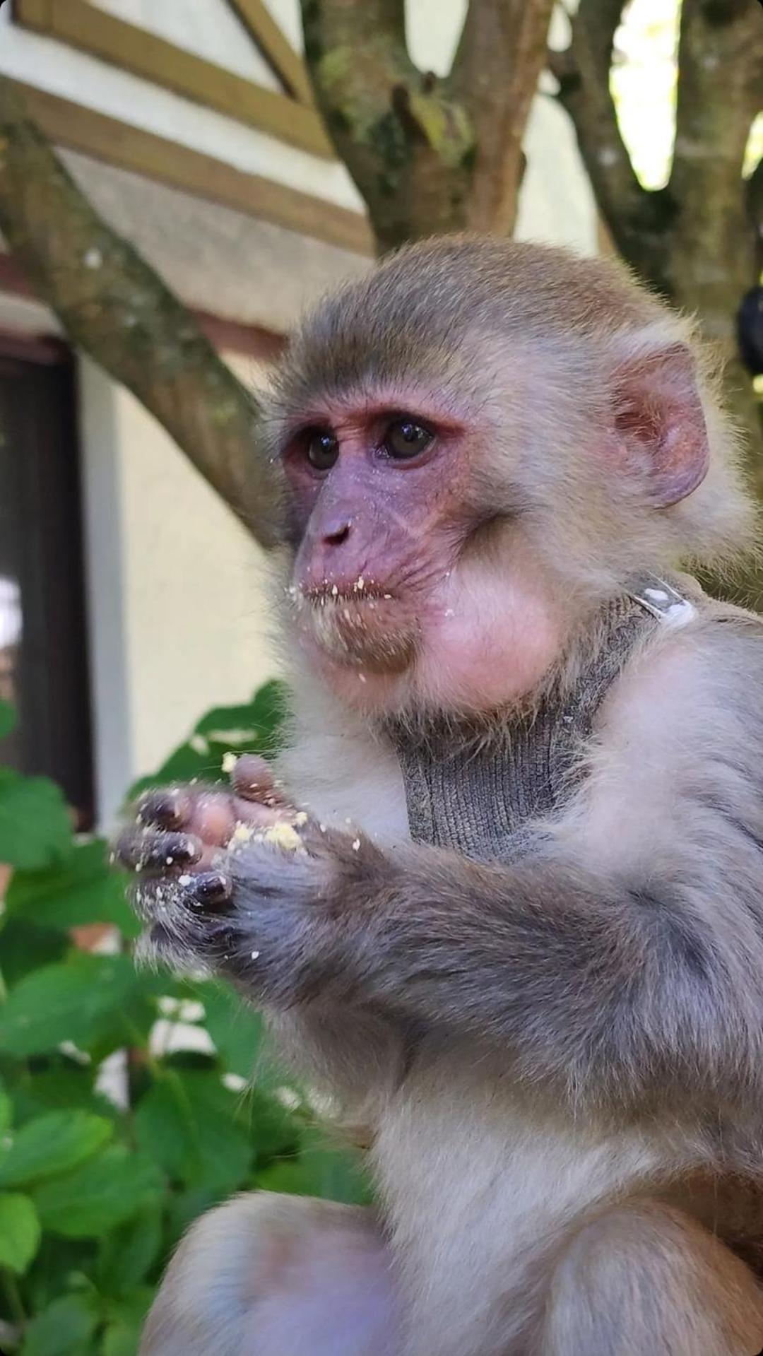 איסטמבול Polonezkoey Country Club & Accommodation In The Wildlife Park! מראה חיצוני תמונה