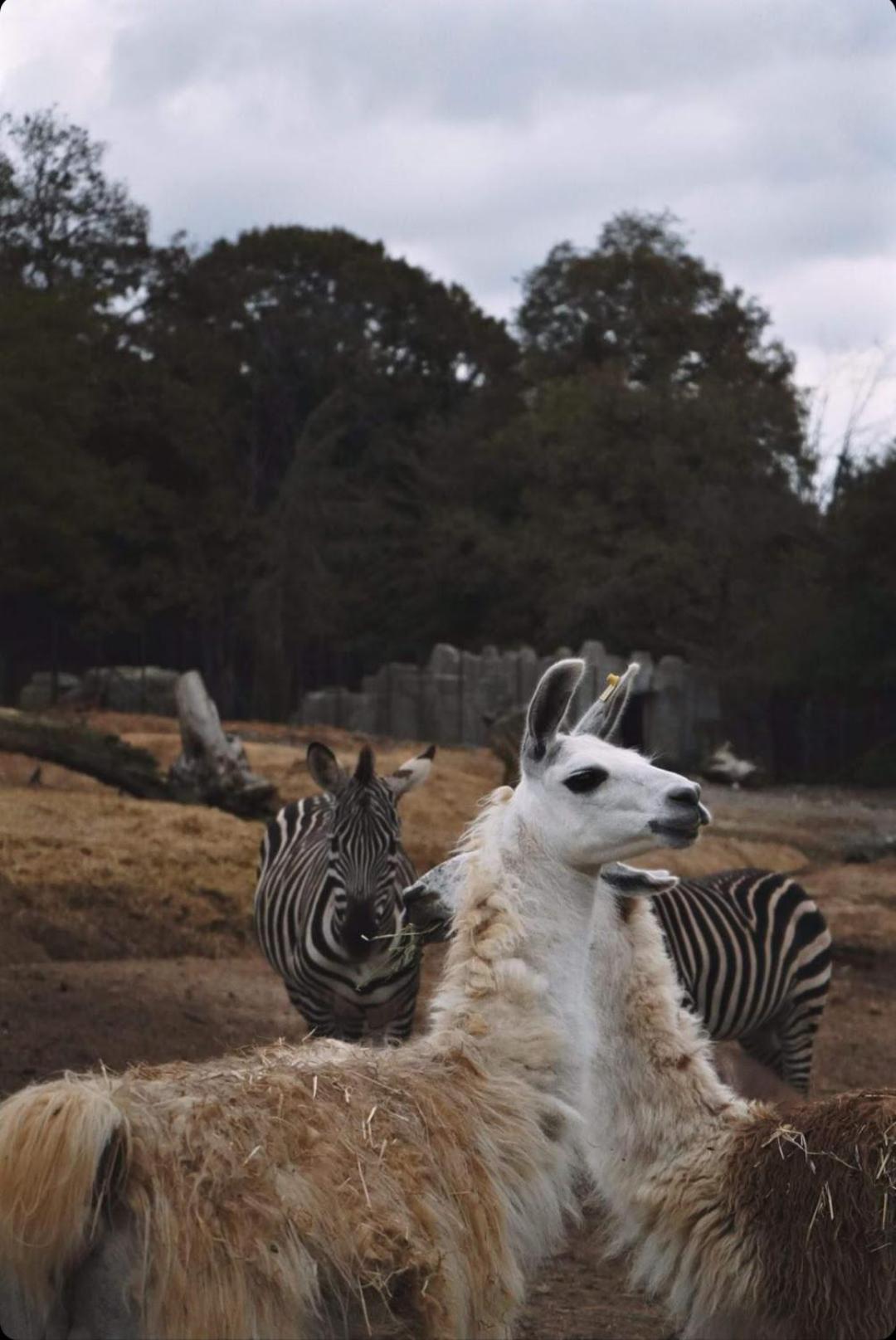 איסטמבול Polonezkoey Country Club & Accommodation In The Wildlife Park! מראה חיצוני תמונה