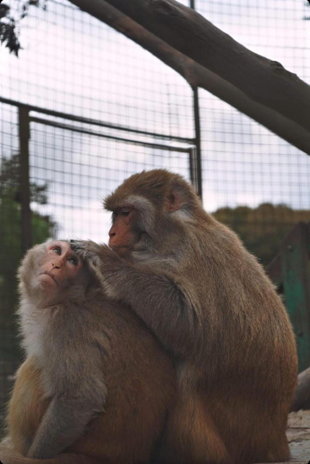 איסטמבול Polonezkoey Country Club & Accommodation In The Wildlife Park! מראה חיצוני תמונה